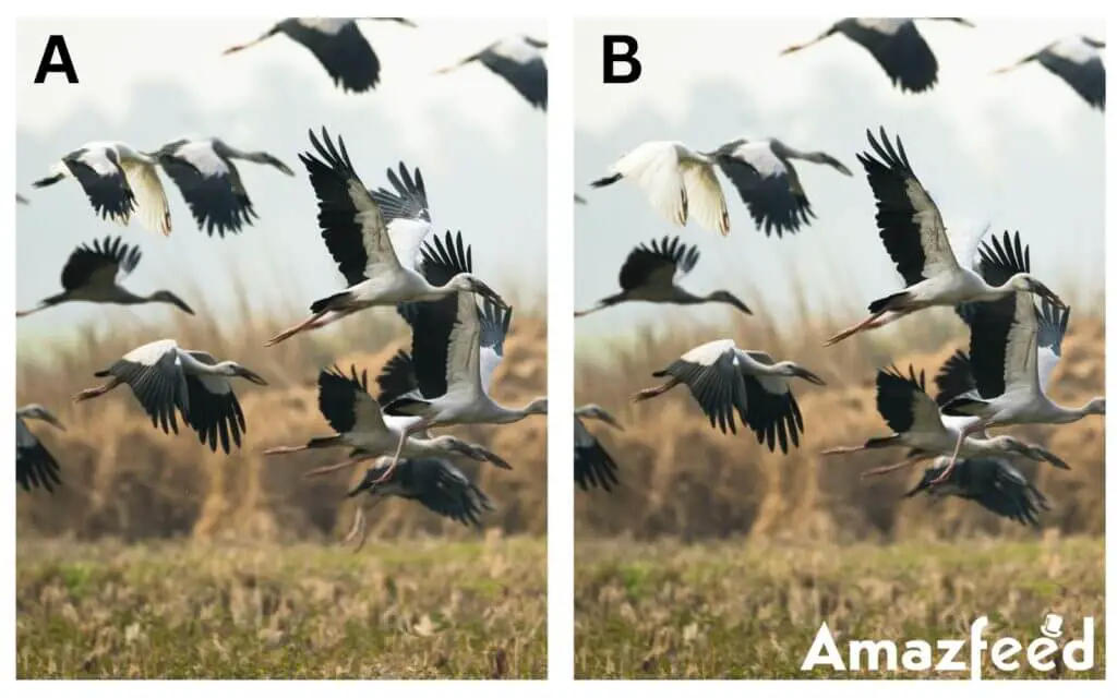 Optical Illusion Find The Three Differences In This Bird The Difference Puzzle To Test Your Visual Acuity 