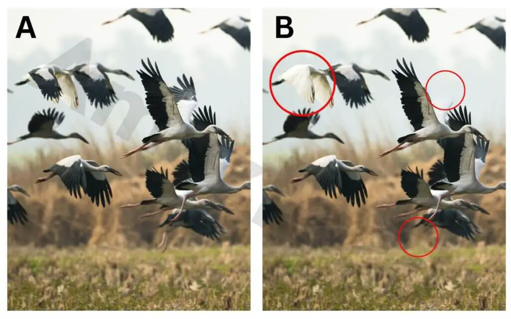 Optical Illusion Find The Three Differences In This Bird The Difference Puzzle To Test Your Visual Acuity 