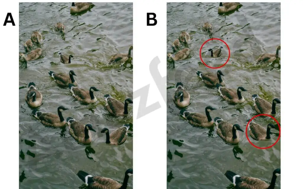 Optical Illusion Just 1% of people can find these two differences in one duck image in ten seconds.
