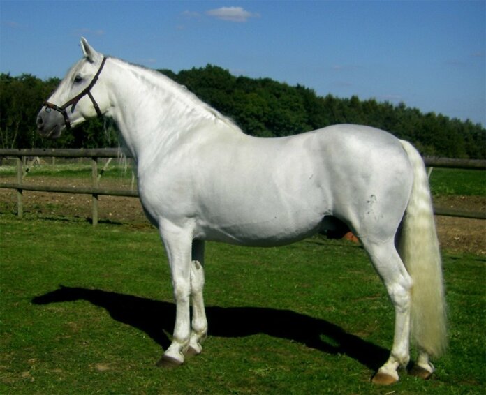 Top 10 Most costliest Horse Breeds » Amazfeed