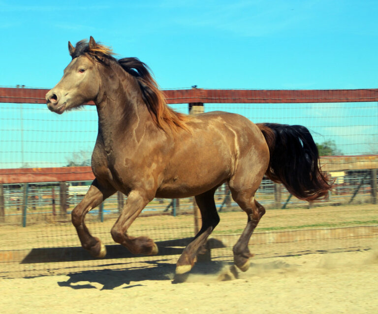 Top 10 Most costliest Horse Breeds » Amazfeed