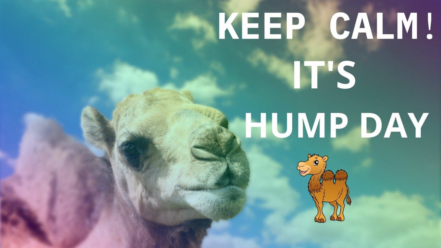 50 Hump Day Memes To Make Your Wednesday Better Amazfeed