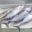 Marathi Name Of Tuna Fish Why Google Showing Wrong Marathi Name Of Tuna Fish