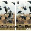 Optical Illusion Find The Three Differences In This Bird The Difference Puzzle To Test Your Visual Acuity