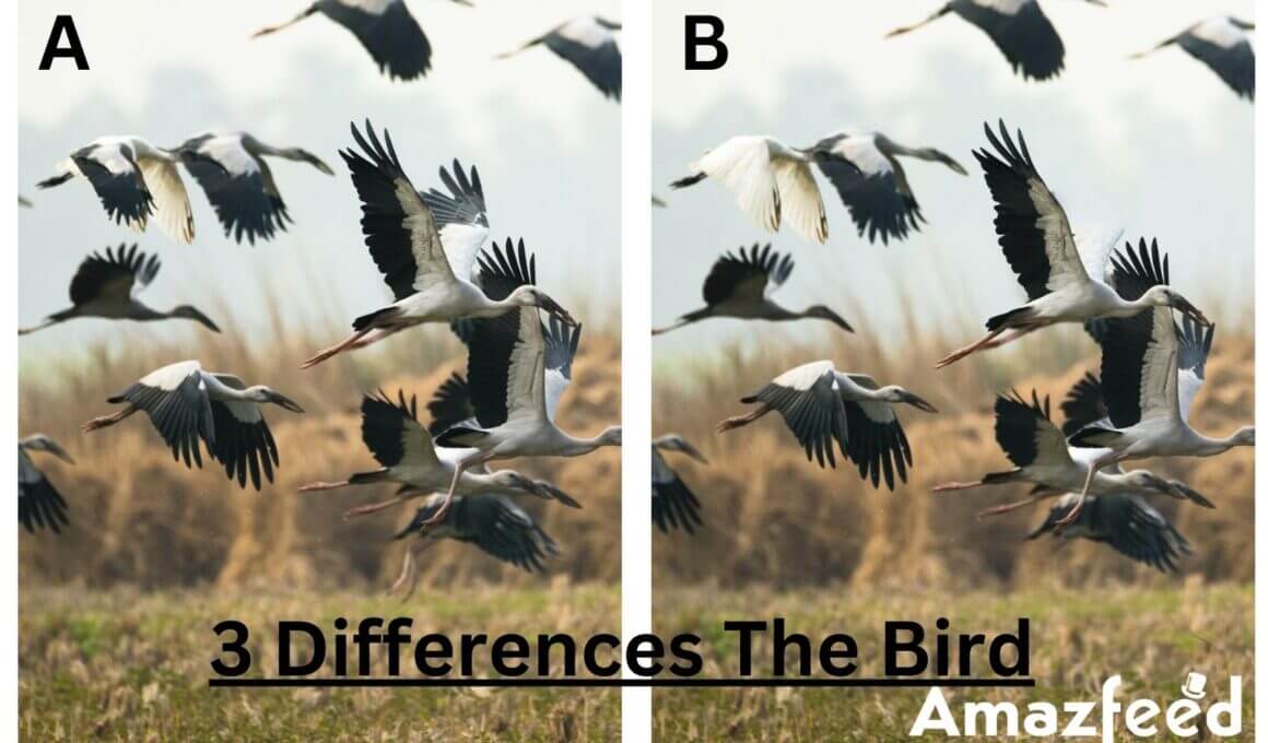 Optical Illusion Find The Three Differences In This Bird The Difference Puzzle To Test Your Visual Acuity