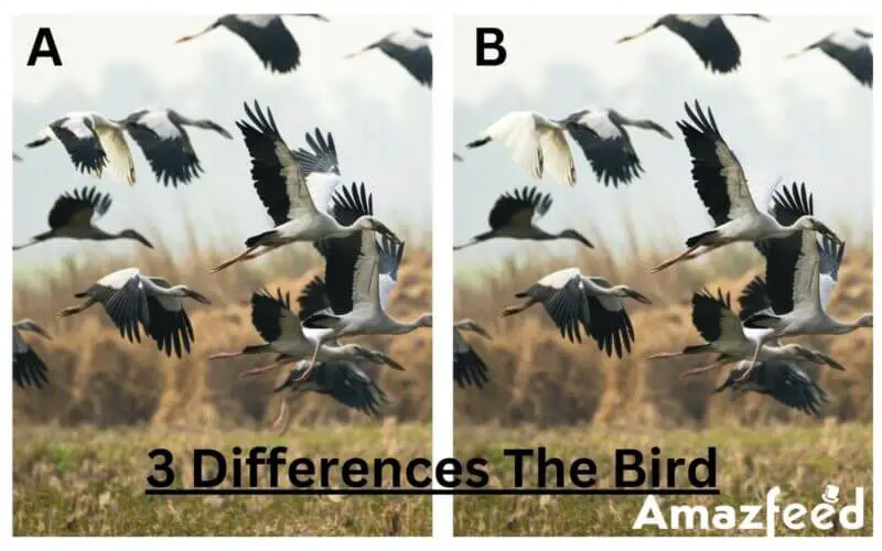 Optical Illusion Find The Three Differences In This Bird The Difference Puzzle To Test Your Visual Acuity
