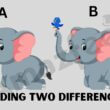 Optical Illusion Find Two Distinct Look Between The Nine-Second Image Of The Elephants!