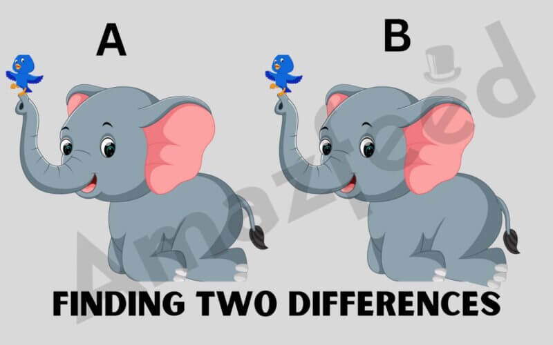 Optical Illusion Find Two Distinct Look Between The Nine-Second Image Of The Elephants!