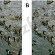 Optical Illusion Just 1% of people can find these two differences in one duck image in ten seconds. (1)