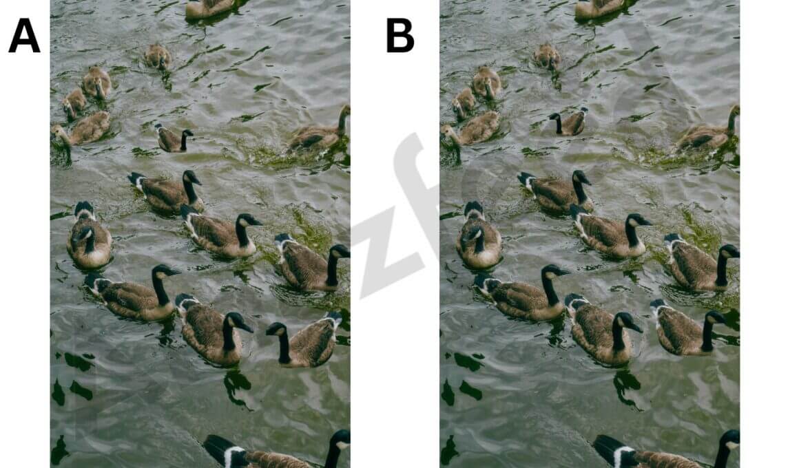 Optical Illusion Just 1% of people can find these two differences in one duck image in ten seconds. (1)