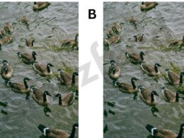 Optical Illusion Just 1% of people can find these two differences in one duck image in ten seconds. (1)