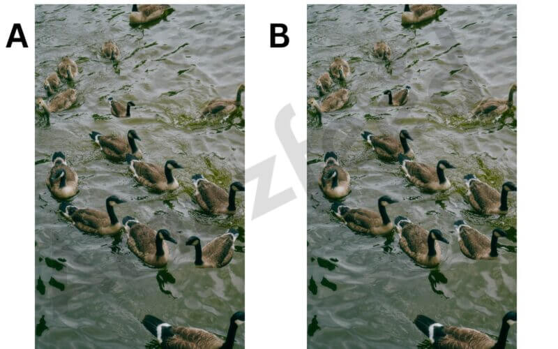 Optical Illusion Just 1% of people can find these two differences in one duck image in ten seconds. (1)