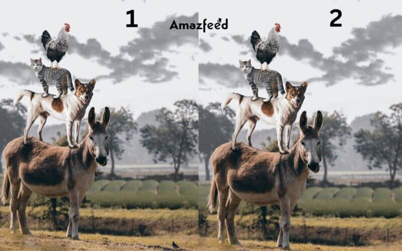 What Different in Photo 1 & 2