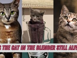 Is the Cat in the Blender Still Alive