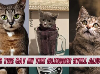 Is the Cat in the Blender Still Alive